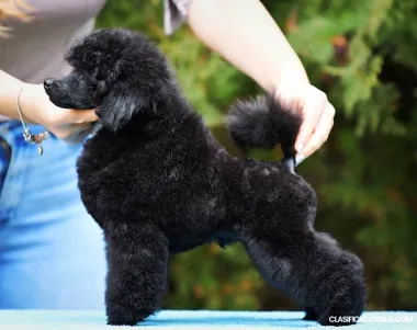 Poodle de juguete hermoso cachorro