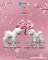 Bichón Frisé cachorros