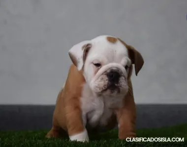 Cachorros de bulldog inglés