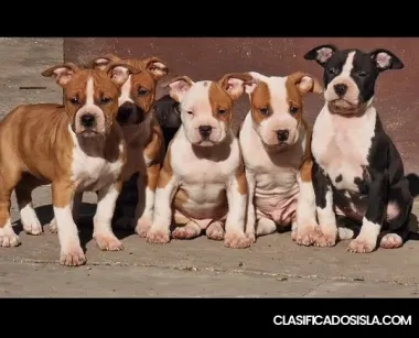 American Staffordshire Terrier