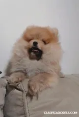 Cachorros de Pomerania de pura raza BOO