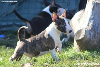 minibull terrier cachorros