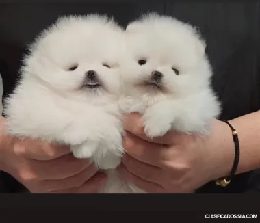 Spitz de Pomerania cachorros