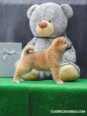 Cachorros shiba inu