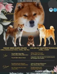 Shiba Inu cachorros en venta