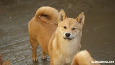 Shiba Inu cachorros en venta