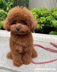 Poodle de juguete cachorros