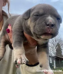 Cachorros american bully pocket tricolor merle