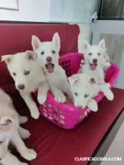 Bello perritos Husky blanco 