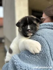 Akita americano, cachorros
