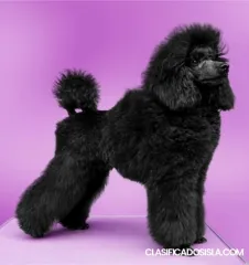 juguete negro Caniche en venta