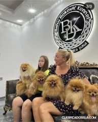Spitz de Pomerania cachorros