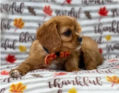 Cavalier King Charles Spaniel puppy for adoption.