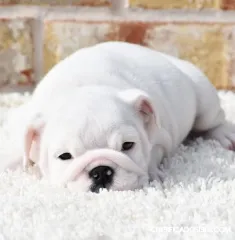 Well Trained English Bulldog Puppies
