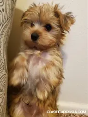 GORGEOUS MALE AND FEMALE YORKIE PUPPIES