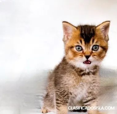 Gatitos británicos de pelo corto????