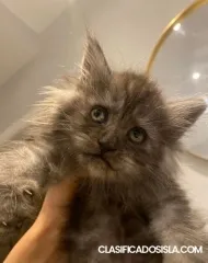 Mainecoons-XL de pura raza para padres campeones de TICA