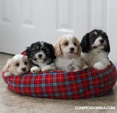 Cavachon puppies