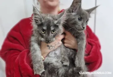 Azul Plata Humo Mainecoon ÚLTIMA CHICA