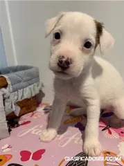 Jack Russell Terriers puppies 