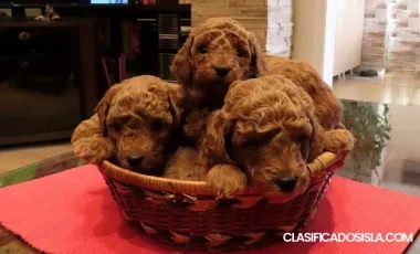 Caniches rojos premium