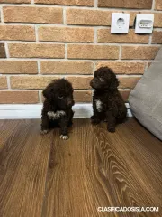 Lagotto Romagnolo cachorros
