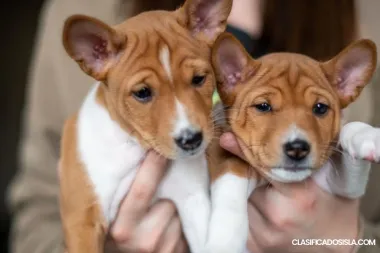Basenji cachorros en venta