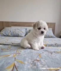 Bichón Frisé cachorros