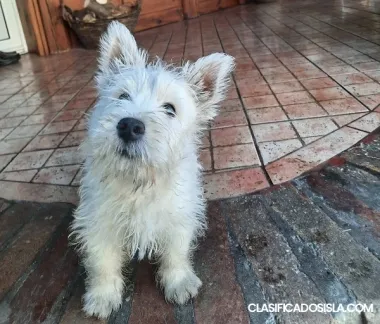 Terrier blanco de las tierras altas del oeste - Westie