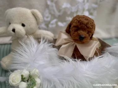 Caniche Toy Rojo cachorros