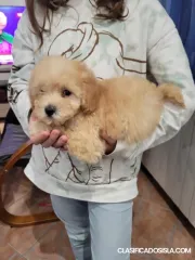 Poodle de juguete cachorros