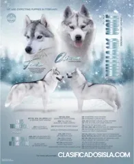 Husky siberiano cachorros