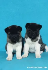 akita americano cachorros
