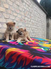 Shiba Inu cachorros