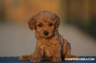 Mini caniche, color albaricoque