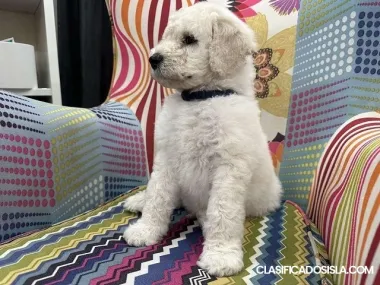 Cachorros caniche real grandes