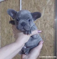Bulldog francés azul