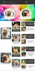 chow chow cachorros en venta
