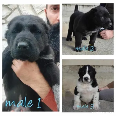 Pastor de Asia Central cachorros