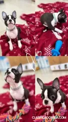 Boston Terrier, cachorros premium