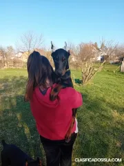 Caballero cachorros en venta