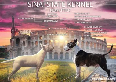 Bull terrier cachorros en venta