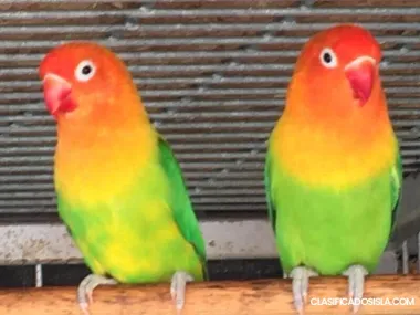 Mutación Fischers Agapornis