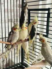 Hermosos loros cockatail bebé