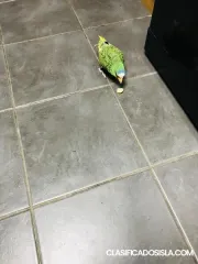 Amazona de cabeza blanca