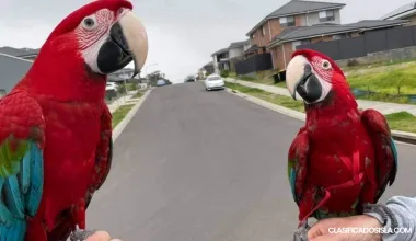 Guacamaya roja saludable
