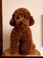 Poodle de juguete cachorros