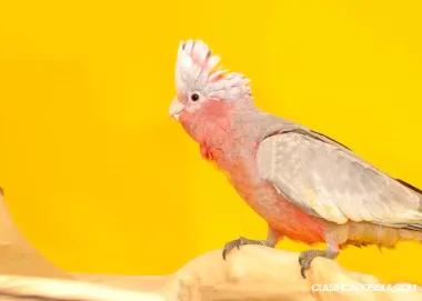 Cacatúa Galah Loro Parlante,