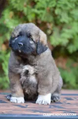 Cachorros PASTOR CAUCÁSICO