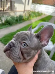 Bulldog francés cachorros